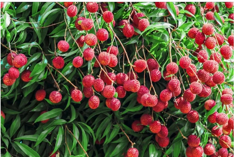 Lychee Plant